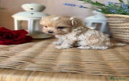 Maltipoo perros en venta: Maltipoo hembra tacita de té !!! - Imagen 2