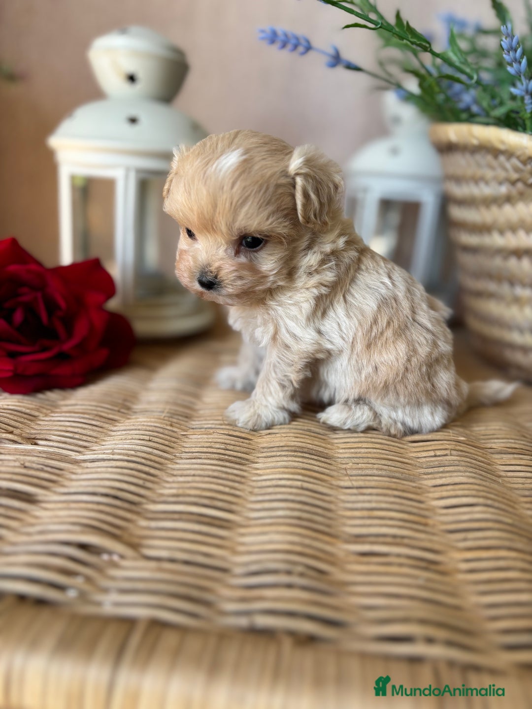 Maltipoo perros en venta: Maltipoo hembra tacita de té !!! - Imagen 2
