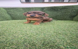 Teckel Miniatura perros en venta: teckel miniatura  - Imagen 26