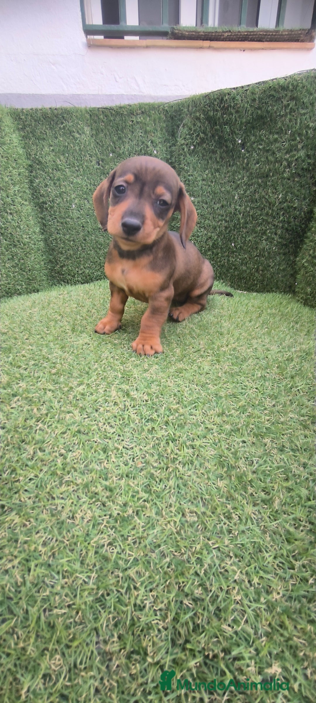 Teckel Miniatura perros en venta: teckel miniatura  - Imagen 26