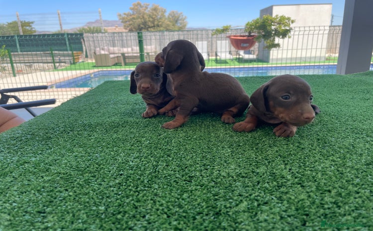 Teckel perros en venta - Propaganda 3
