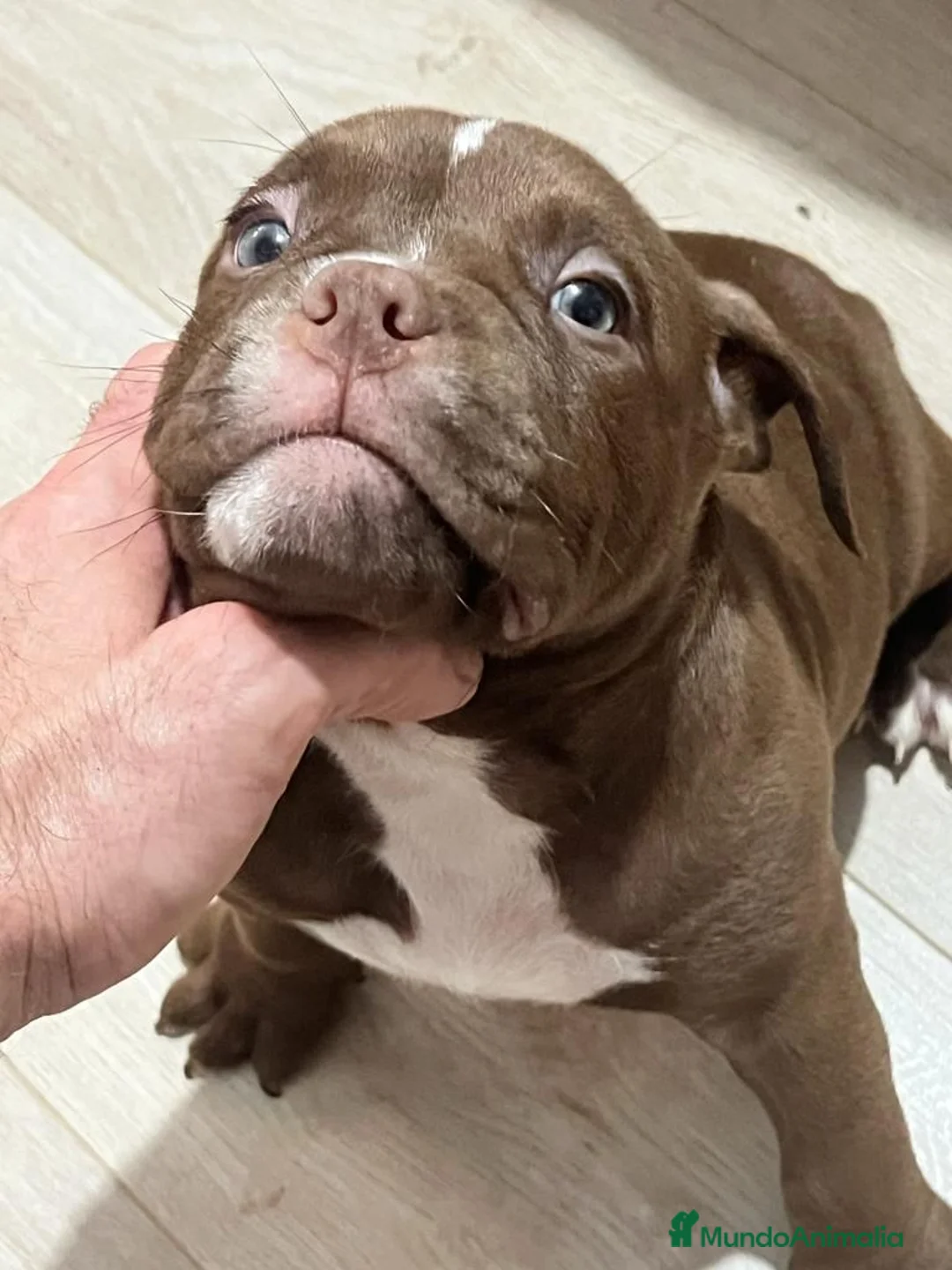 American Bully perros en venta: Camada de American Bully en Madrid - Anuncio 5