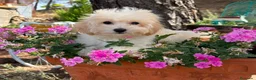 Maltipoo perros en venta: Maltipoo toy listo para entregar !!! - Anuncio 3