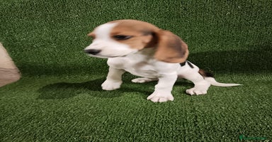 Beagle perros - Anuncio 13
