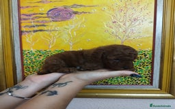 Caniche Toy perros en venta: CANICHES TOYS CALIDAD Y SELECCIÓN  - Imagen 3