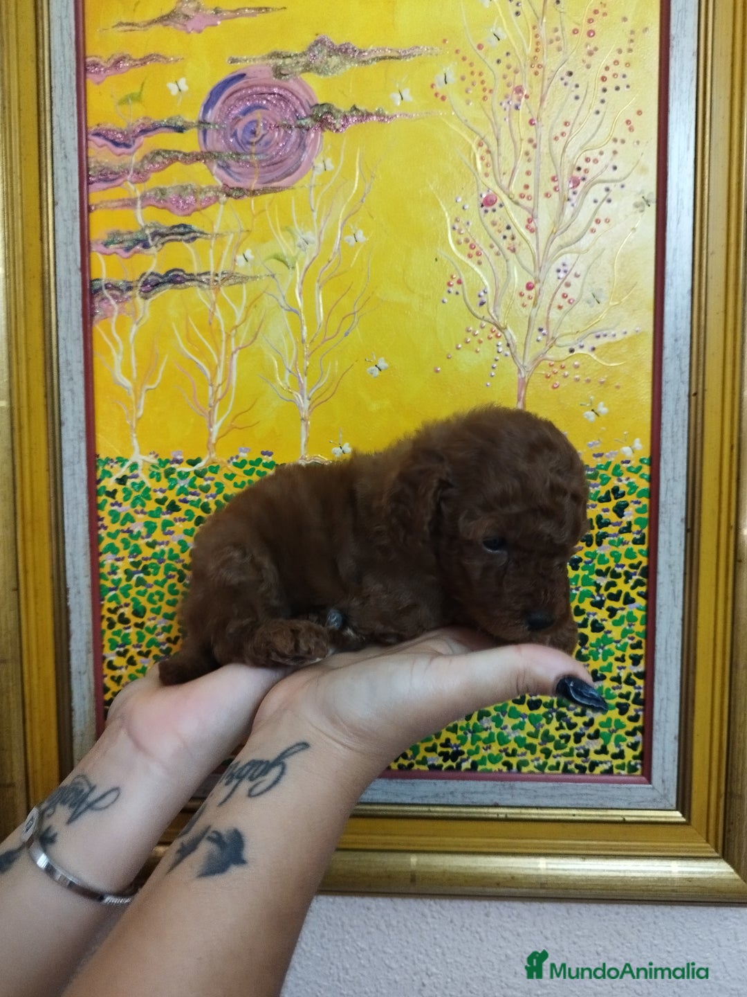 Caniche Toy perros en venta: CANICHES TOYS CALIDAD Y SELECCIÓN  - Imagen 3