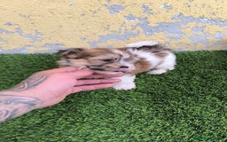 Biewer Yorkshire Terrier a la Pom Pon perros en venta: OPORTUNIDAD!!!! PRECIOSO BIEWER - Imagen 2