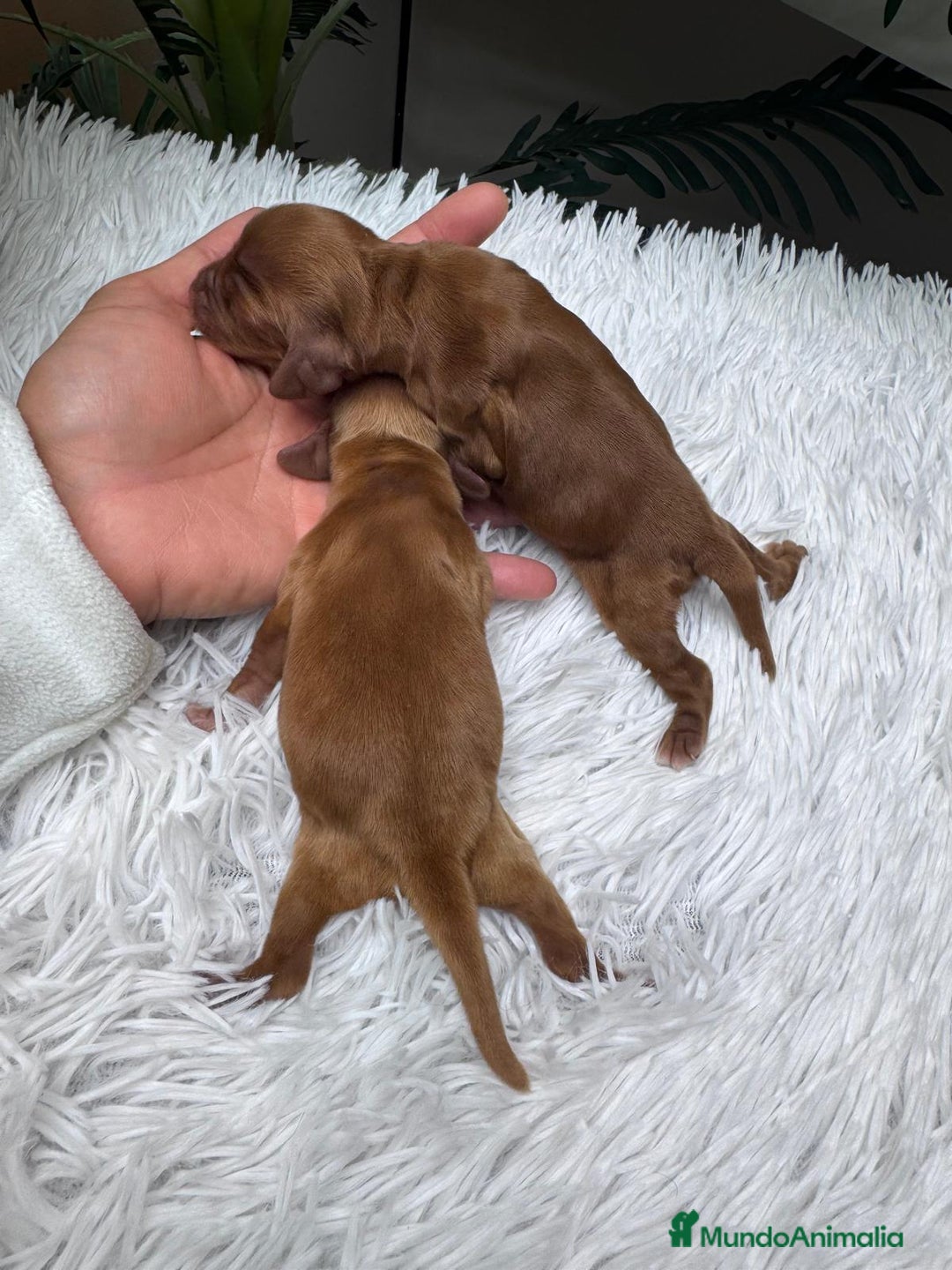 Cocker Spaniel Inglés perros en venta: COCKER SPANIEL INGLES - Anuncio 12