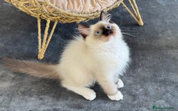 Ragdoll gatos en venta: Camada Ragdoll - Imagen 20