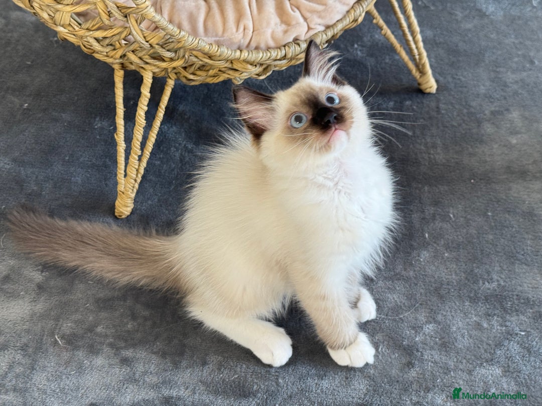 Ragdoll gatos en venta: Camada Ragdoll - Imagen 20