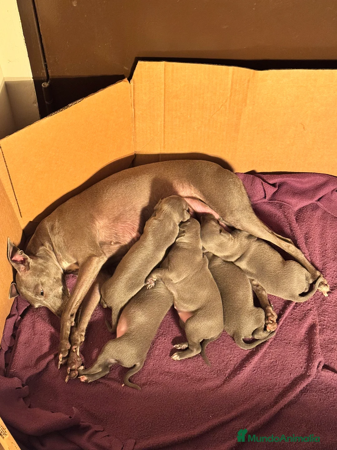 Pequeño Lebrel Italiano perros en venta: CACHORROS DE PICCOLO LEBREL ITALIANO - Anuncio 6