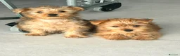Yorkshire Terrier perros en venta: Yorkshire dorado - Anuncio 4