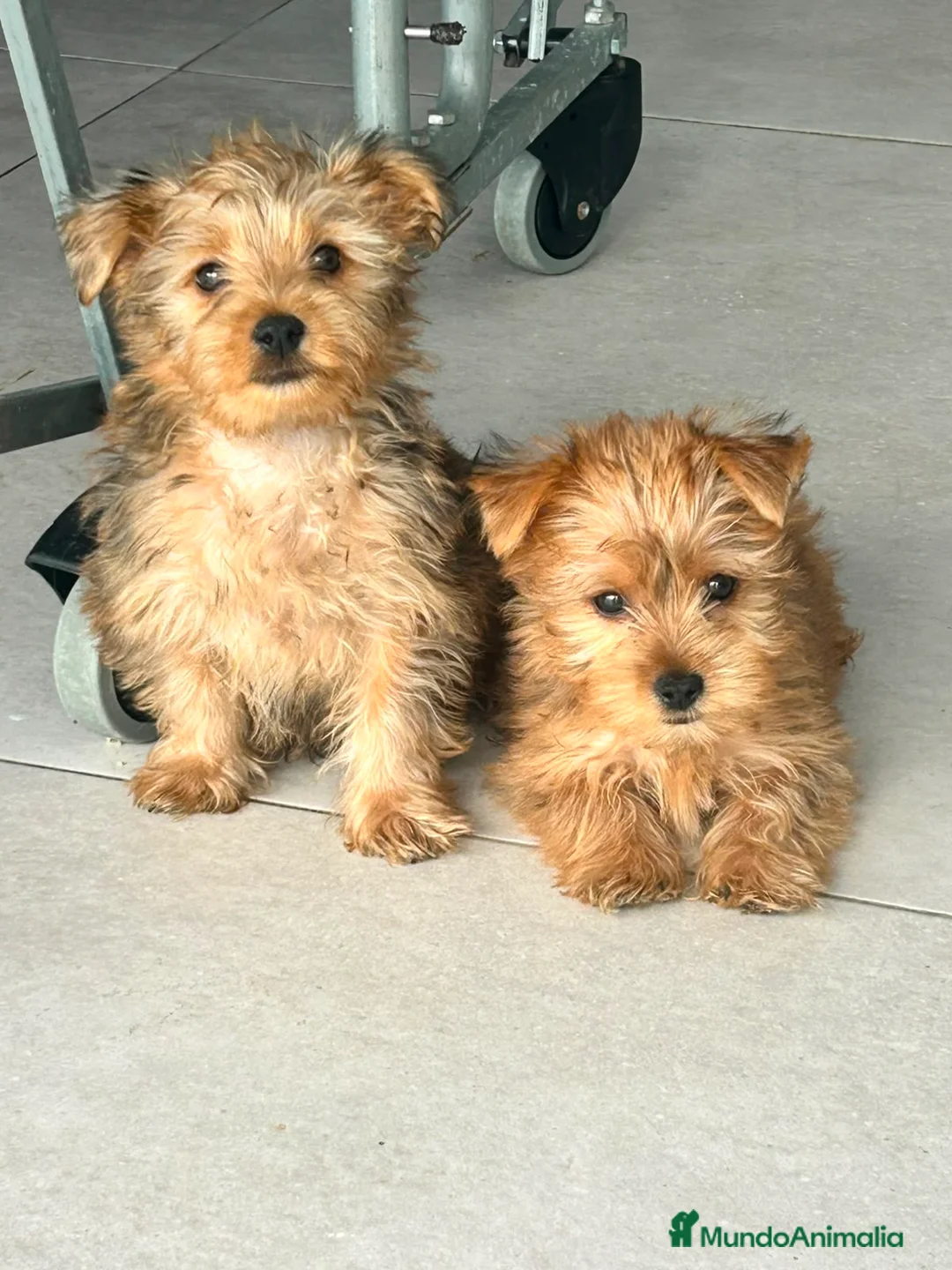 Yorkshire Terrier perros en venta: Yorkshire dorado - Anuncio 4
