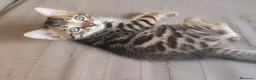 Bengalí gatos en venta: Preciosos gatitos bengali  - Anuncio 5