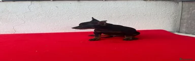 Pinscher Miniatura 1
