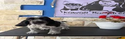 Cocker Spaniel Inglés perros en venta: Preciosa cachorrita cocker spaniel inglés  - Anuncio 1
