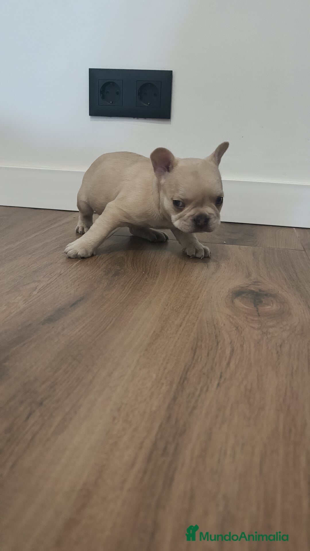 Bulldog Francés perros en venta: Bulldog Francés Macho ojos azules espectacular!!! - Imagen 3
