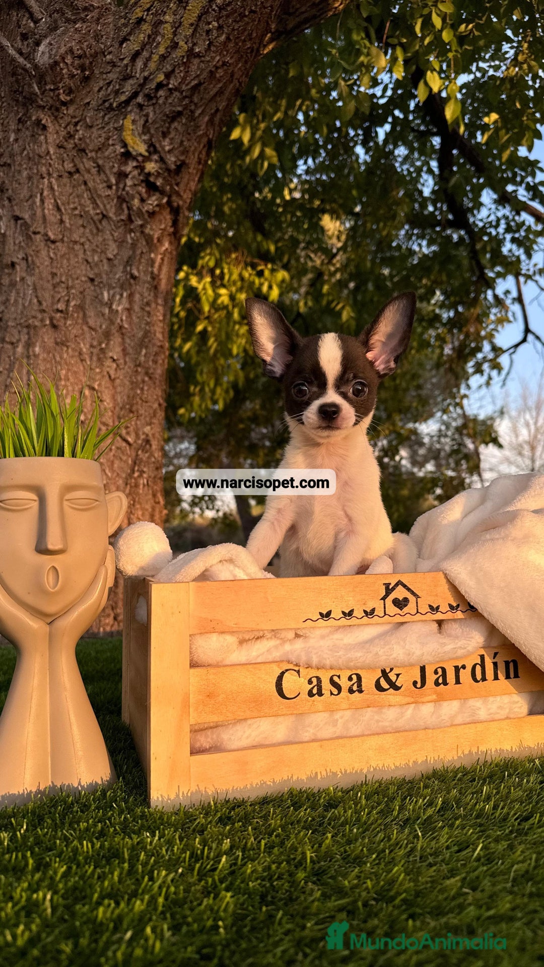 Chihuahua perros en venta: CHIHUAHUA BICOLOR MACHO - Imagen 5