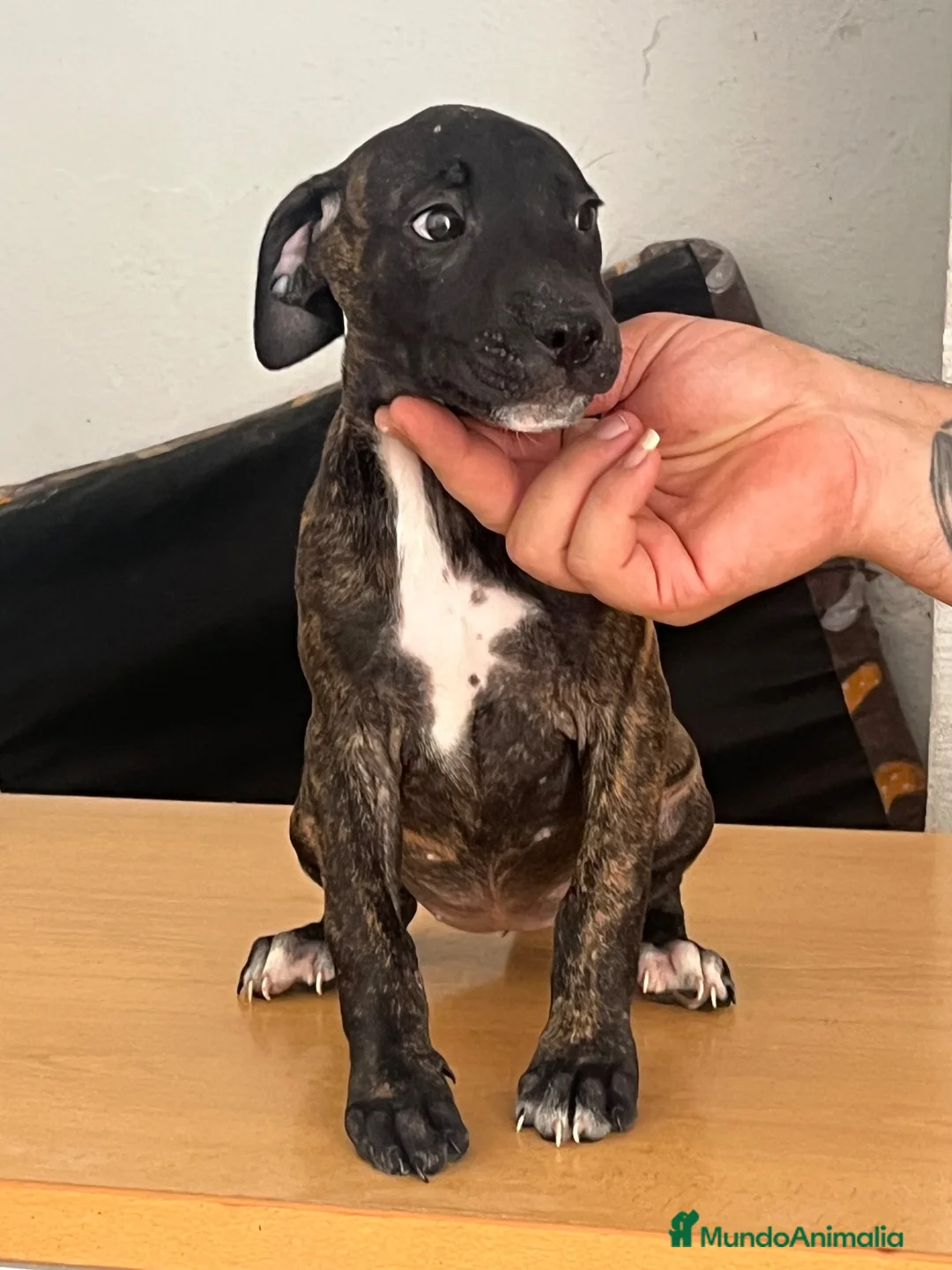 American Pit Bull Terrier perros en venta: Pitbull hembras  - Anuncio 2