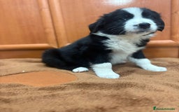 Border Collie perros en venta: Border collie - Imagen 10