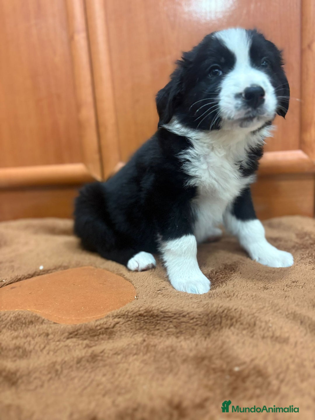 Border Collie perros en venta: Border collie - Imagen 10