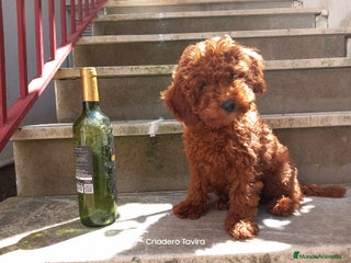 Caniche Toy perros en Sevilla - Anuncio 14