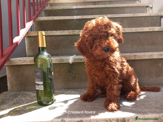 Caniche Toy perros en Sevilla - Anuncio 1