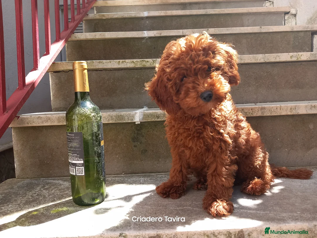 Caniche Toy perros en venta: Caniche toy rojo poodle cachorro - Anuncio 4