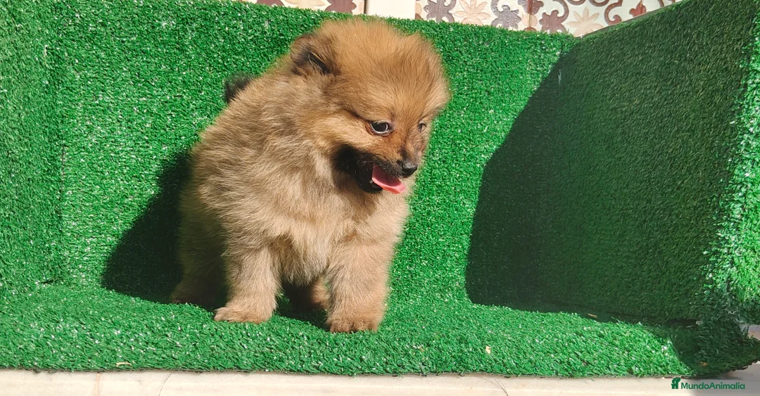 Pomerania perros en venta: Pomerania  - Anuncio 16