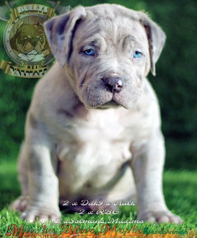 American Bully perros en Sevilla - Anuncio 20