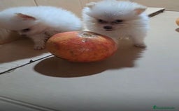Pomerania perros en venta: Lulu pomerania mini toy  - Imagen 8