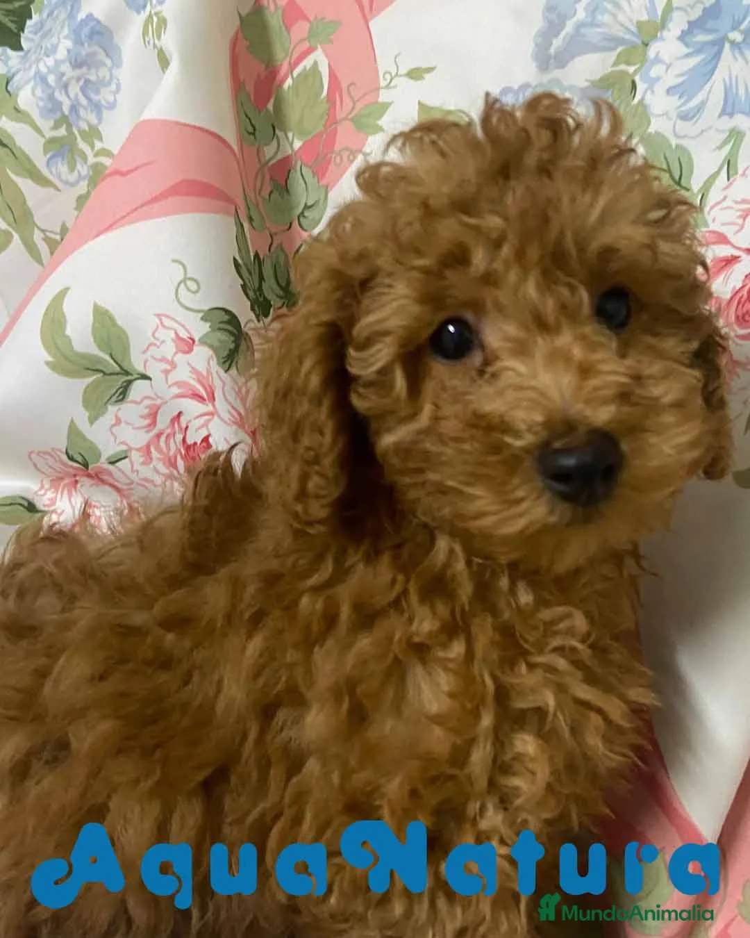 Caniche Enano perros en venta: Caniche Macho de Camila y Can 8995 AQUANATURA en Barcelona - Anuncio 5