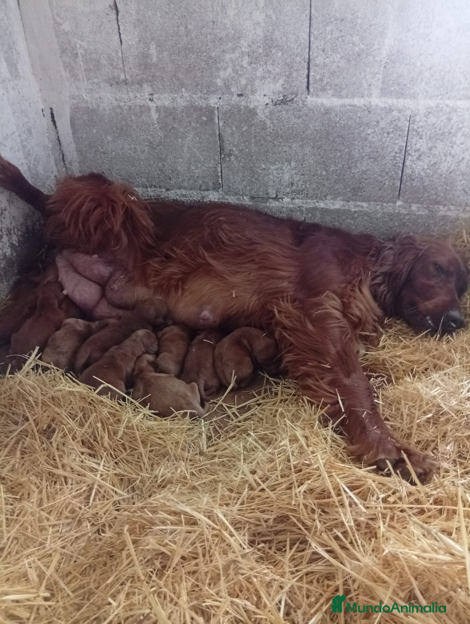 Setter Irlandés Rojo perros en venta: Macho y Hembra de setter irlandés rojo  - Anuncio 1