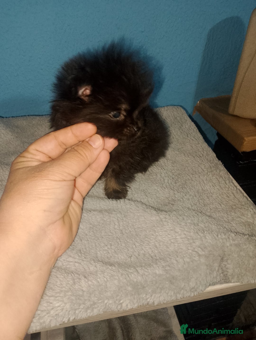 Pomerania perros en venta: Último pomerania toy listo para entregar  - Imagen 1