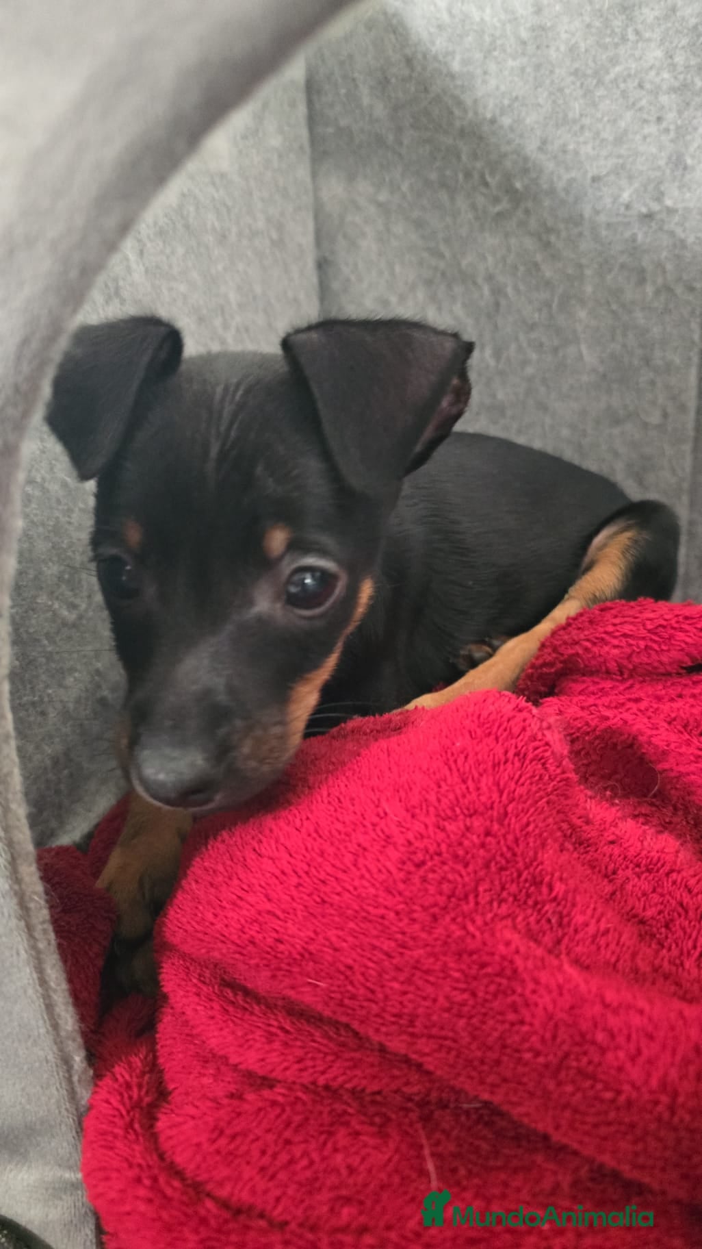 Pinscher Miniatura perros Pincher - Anuncio 3