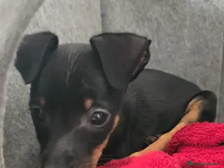 Pinscher Miniatura perros Pincher - Anuncio 3