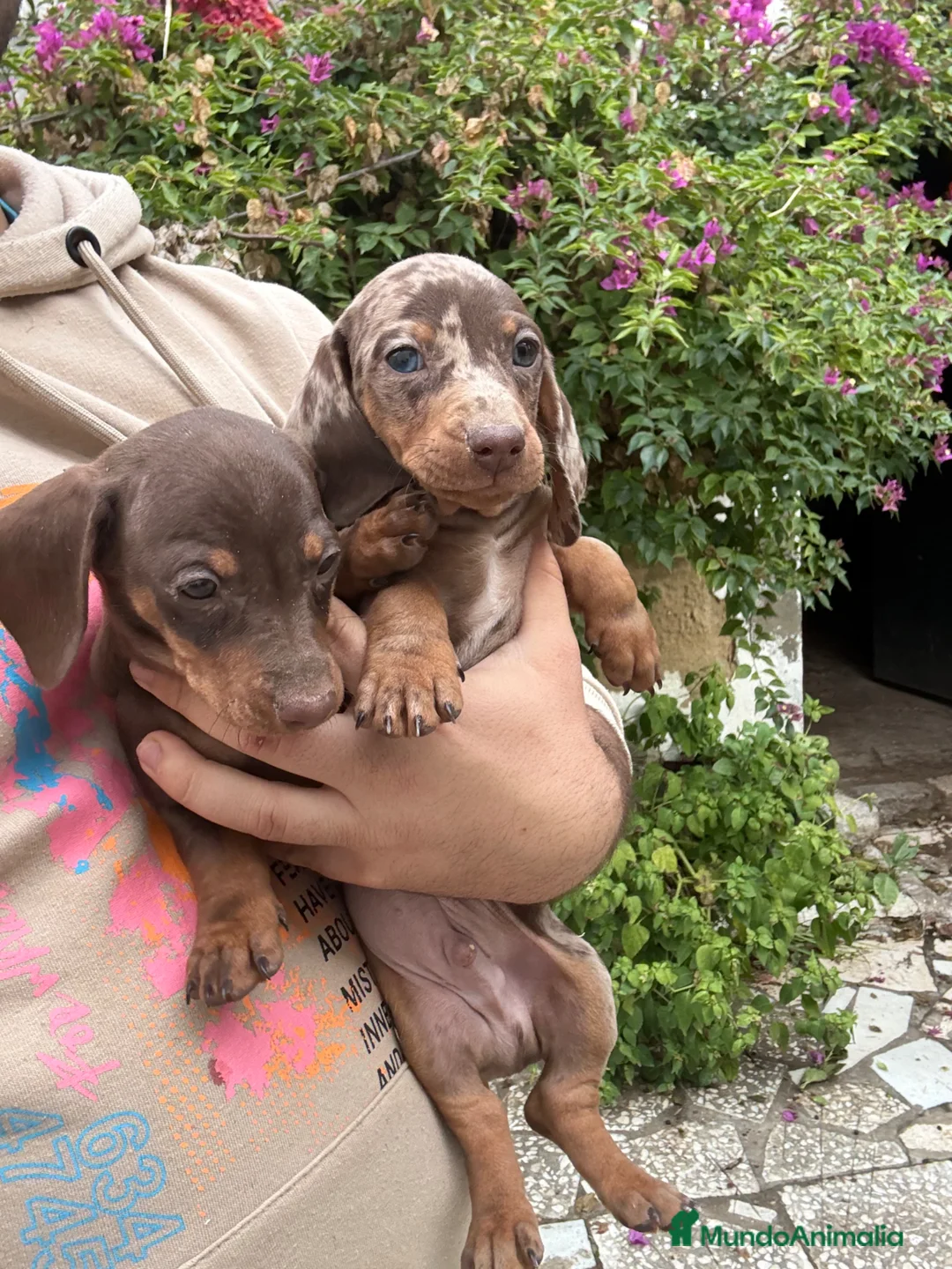 Teckel perros en venta: Teckels Kaninchen  - Anuncio 6
