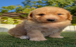 Perro de Agua Español perros en venta: PERRO DE AGUA ESPAÑOL  - Imagen 10