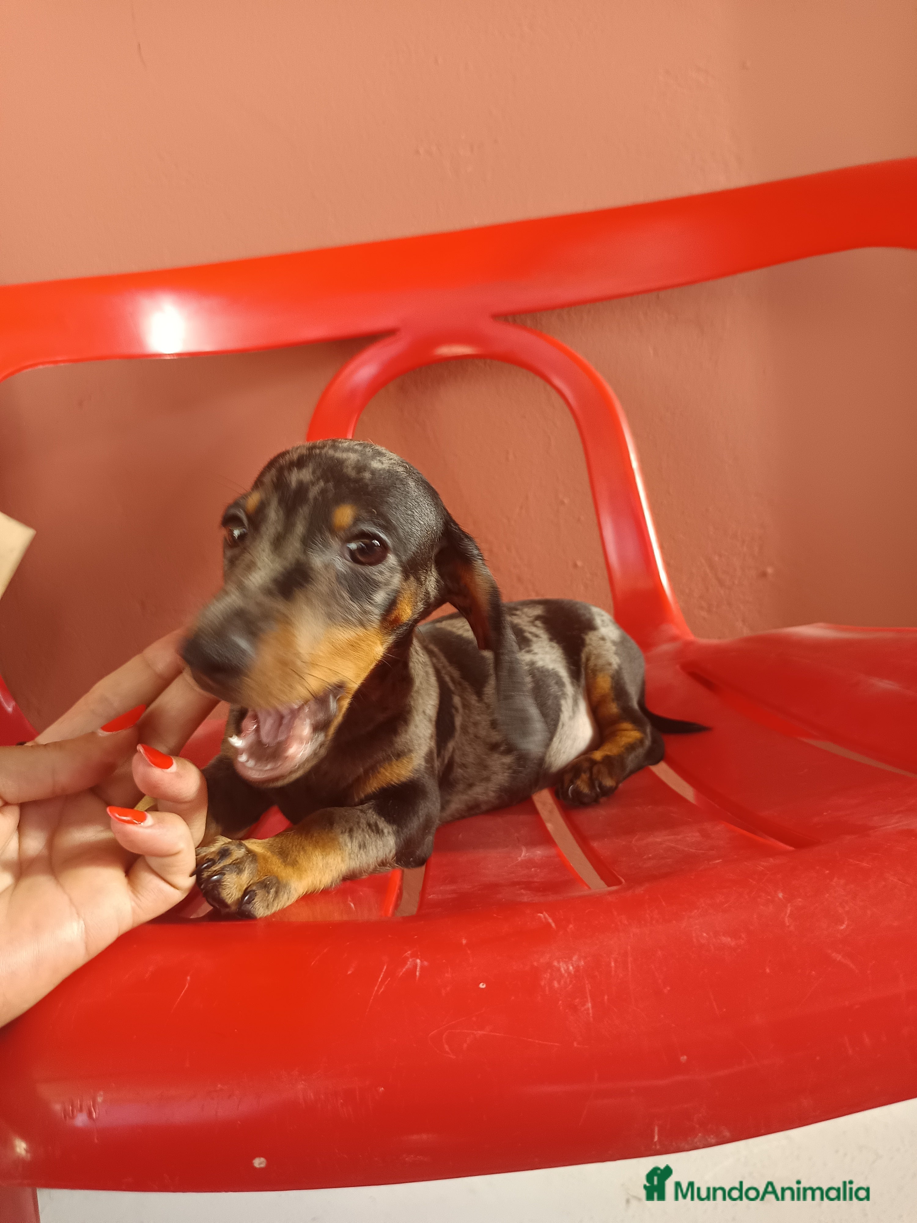 Teckel Miniatura perros Teckel miniatura arlequín - Anuncio 2