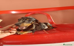 Teckel Miniatura perros en venta: Teckel miniatura arlequín - Imagen 2