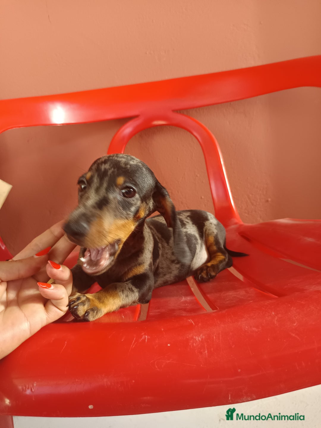 Teckel Miniatura perros en venta: Teckel miniatura arlequín - Imagen 2