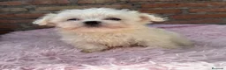 Bichón Maltés perros en venta: Bichon maltés macho disponible - Anuncio 4