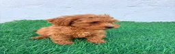 Caniche Toy perros en venta: Caniche mini toy  - Anuncio 3