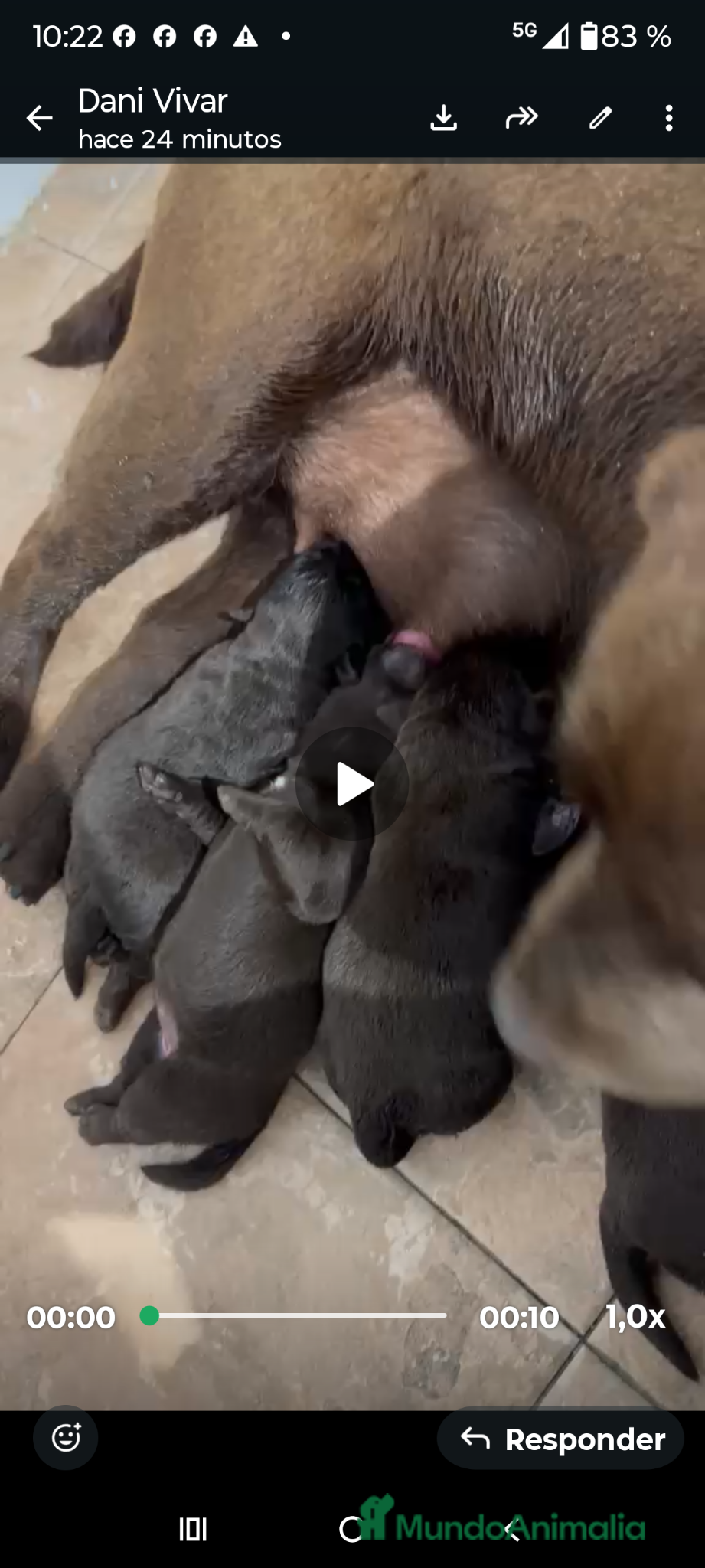 Labrador Retriever perros labrador chocolate  - Anuncio 2
