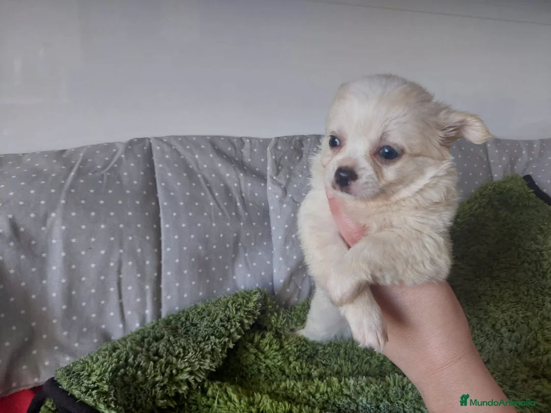 Chihuahua perros en venta: CHIHUAHUA MACHO PELO LARGO EXCLUSIVO  - Anuncio 3
