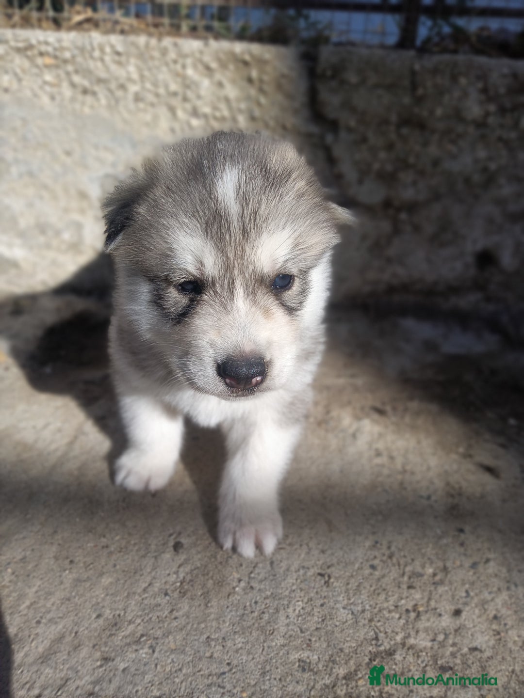 Husky Siberiano perros en venta: HUSKYS - Imagen 2