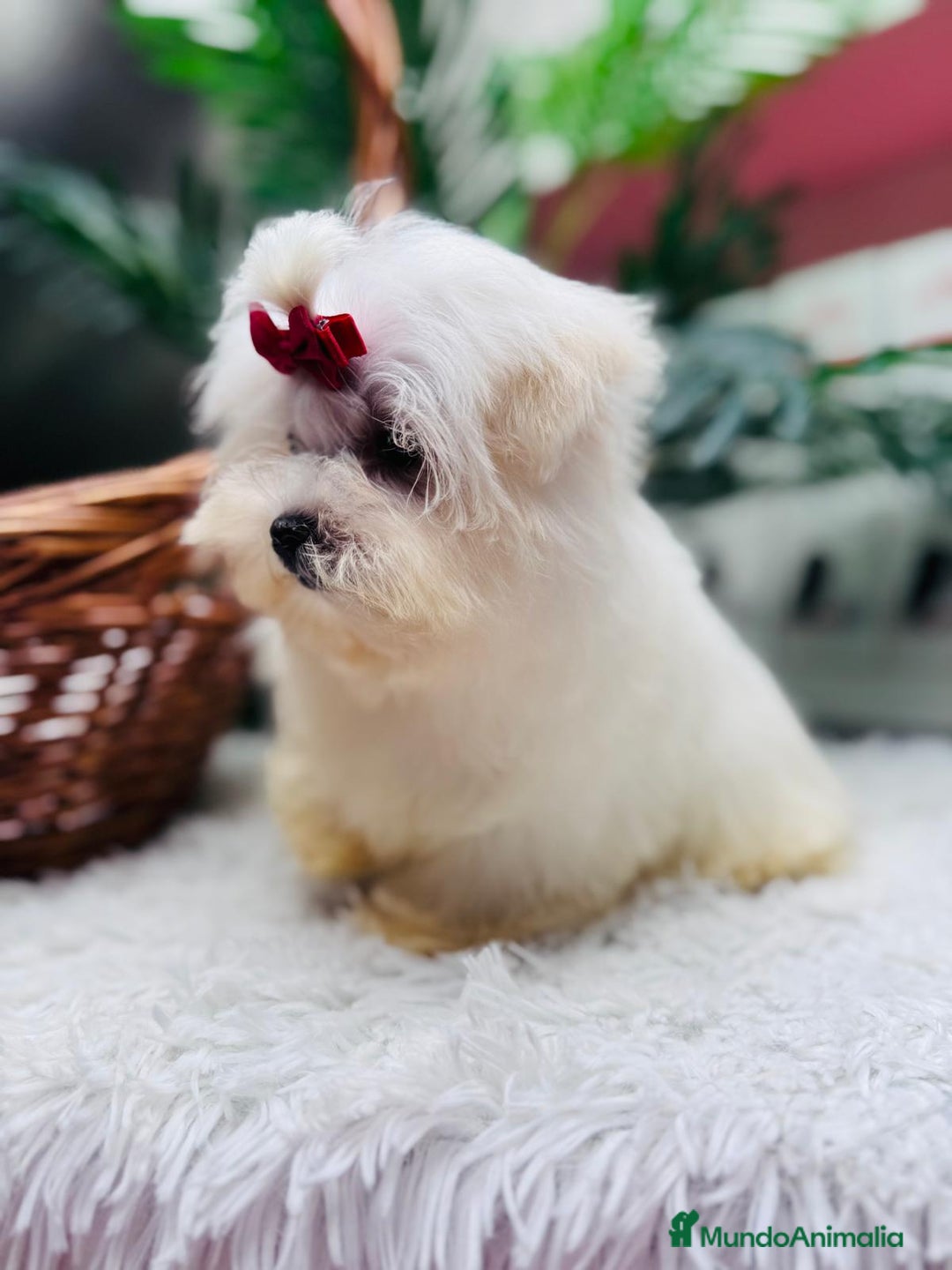 Bichón Maltés perros en venta: BICHON MALTES HEMBRA - Anuncio 8