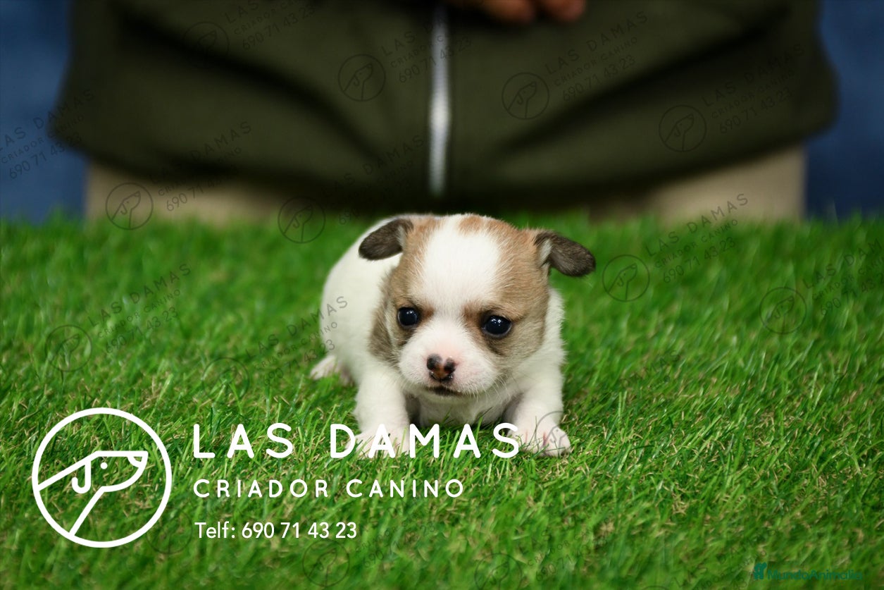 Chihuahua perros en venta: Chihuahuas disponibles - Anuncio 3