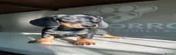 Teckel perros en venta: Teckel Arlequin  - Anuncio 8