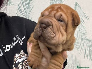 Shar Pei perros BEBE SHAR PEI PRECIOSOS - Anuncio 2